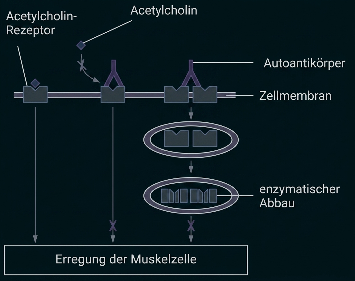 Schema zu Acetylcholin-Rezeptoren, Autoantikörpern und Muskelzell-Erregung
